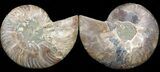 Polished Ammonite Pair - Million Years #17759-1